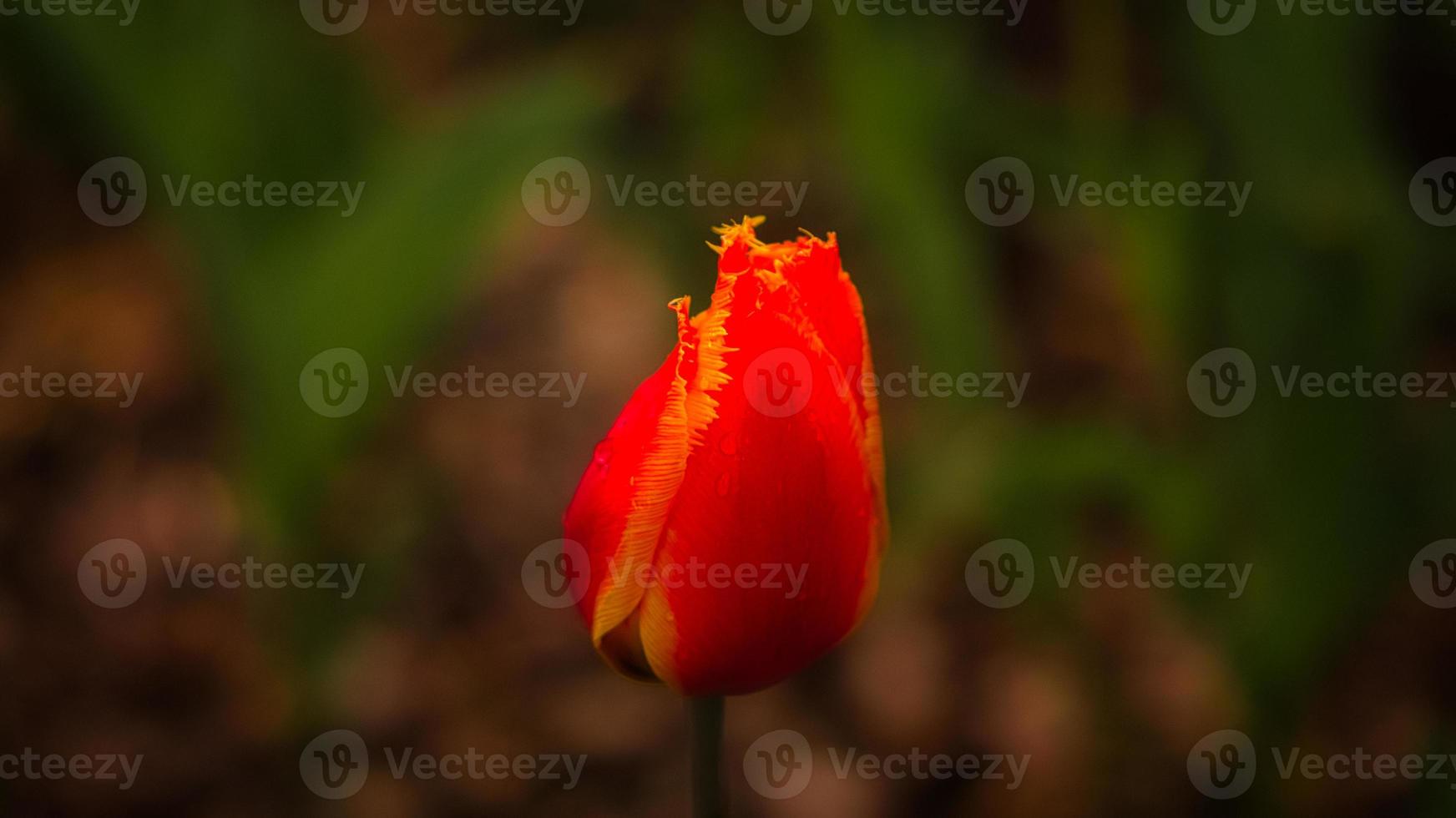 Tulips depicted individually. Flower with bokeh in red and yellow. photo