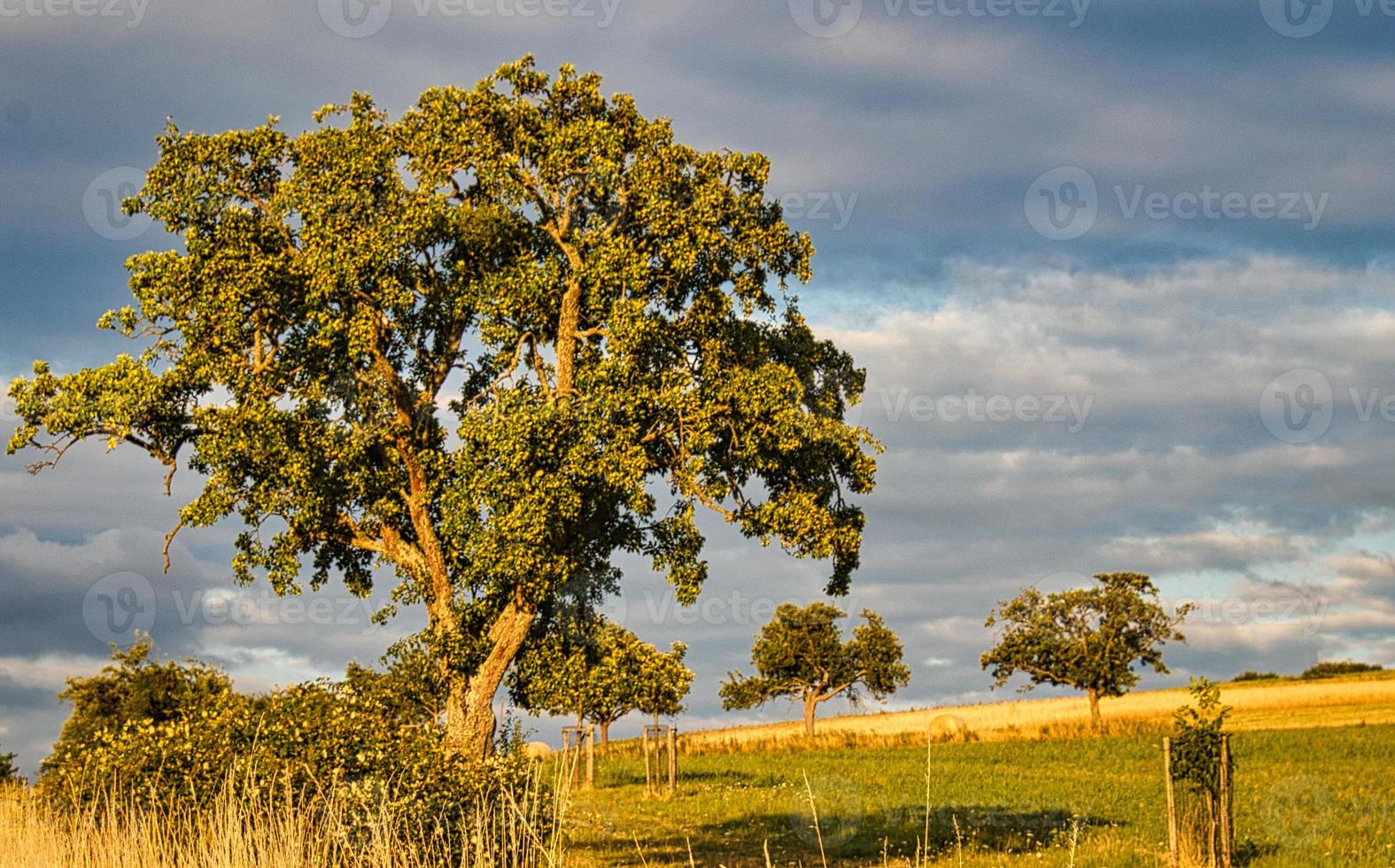 un día soleado en el sarre con vistas a los prados del valle. árbol en primer plano foto
