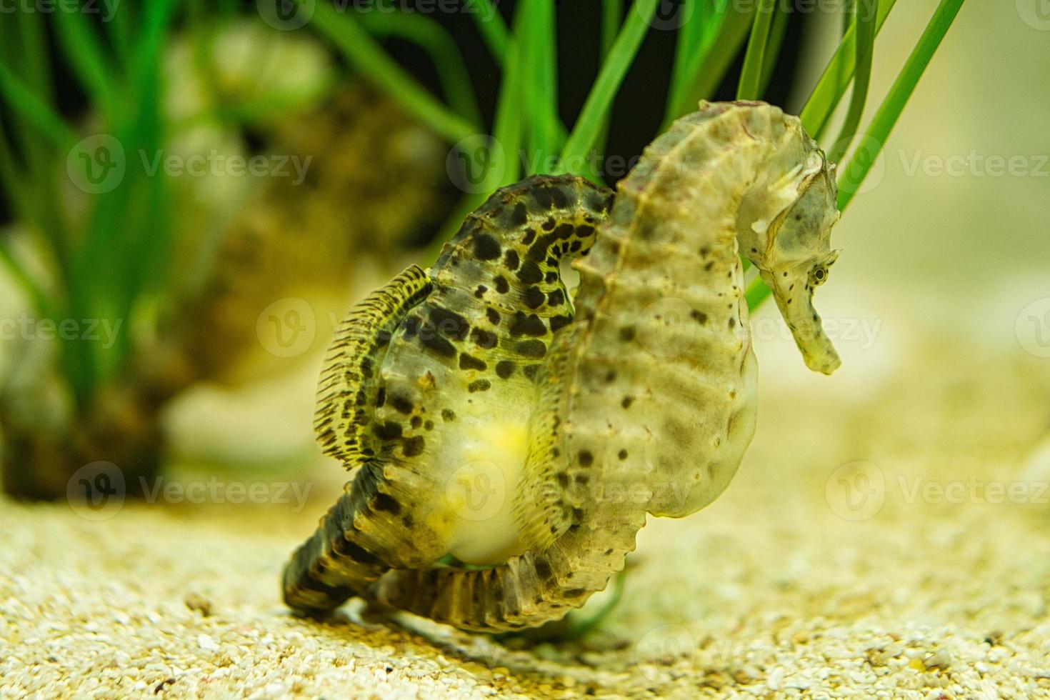 caballitos de mar en pastos marinos. pequeños animales acuáticos en primer plano. interesante de observar foto