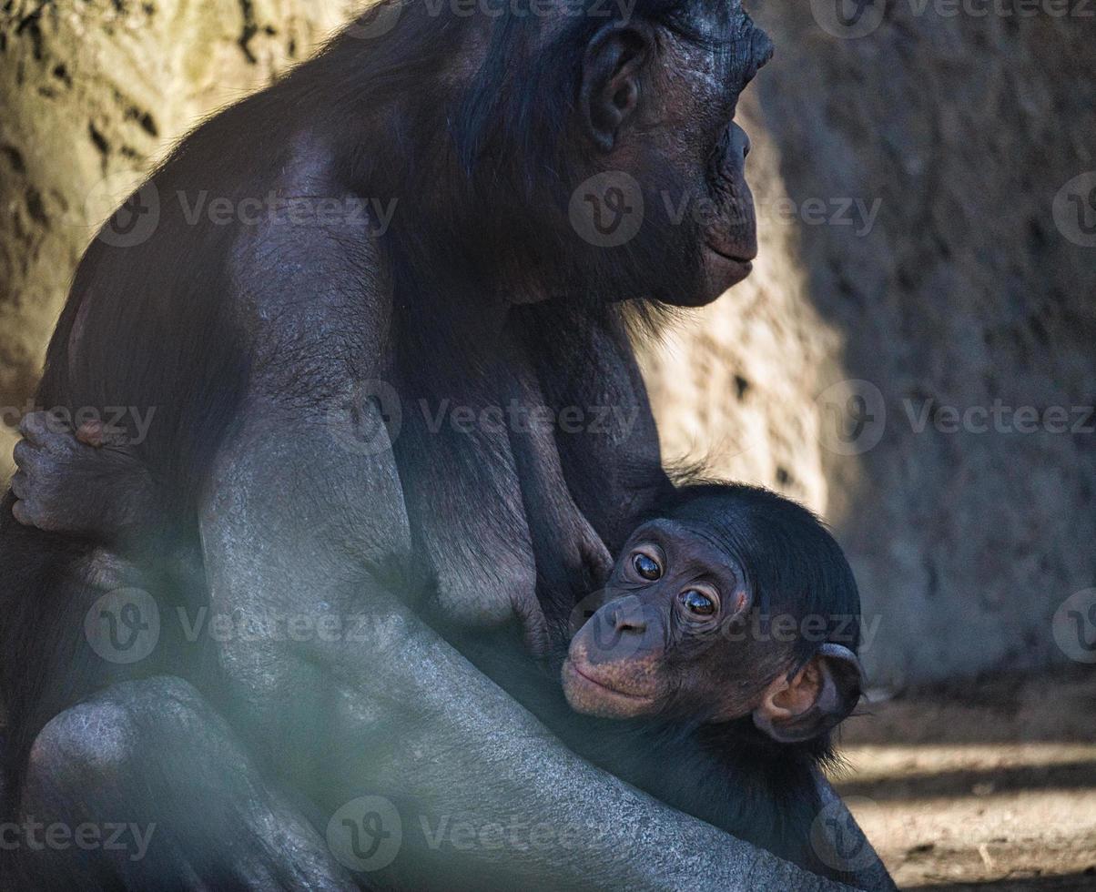 chimpanzee mother with her baby in berlin zoo photo