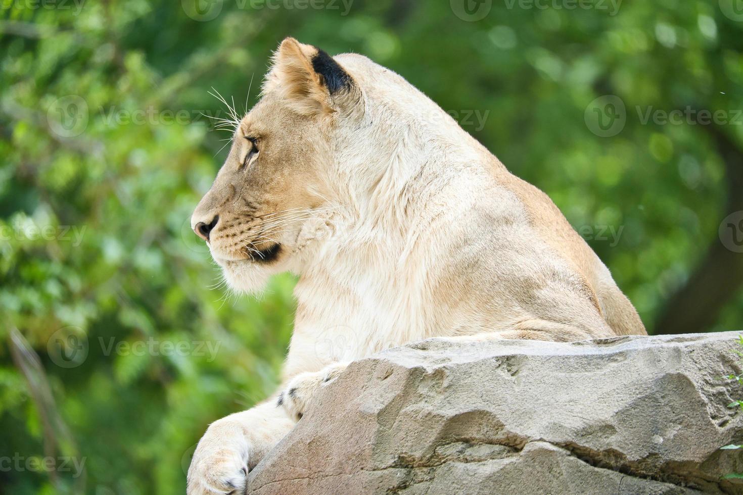 Lioness lying on a rock. Relaxed predator looking into the distance. Animal photo