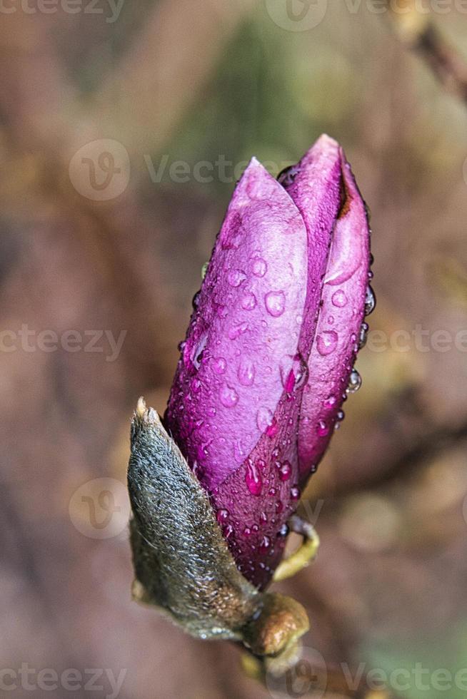 Magnolia trees are a splendor when in bloom photo