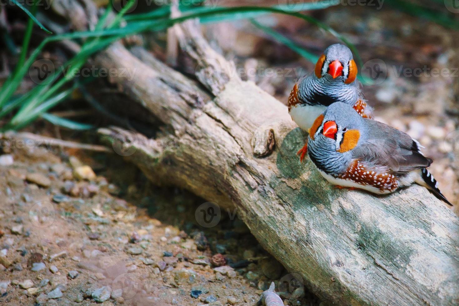 zebra finch couple in love cuddling on a tree trunk. romantic and cute little birds photo