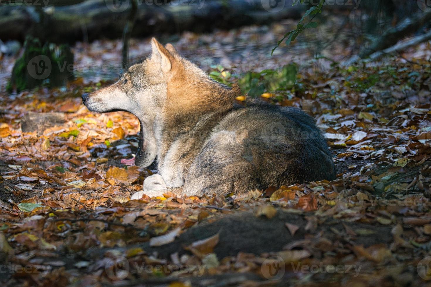 mongolian wolf in a deciduous forest in close up photo