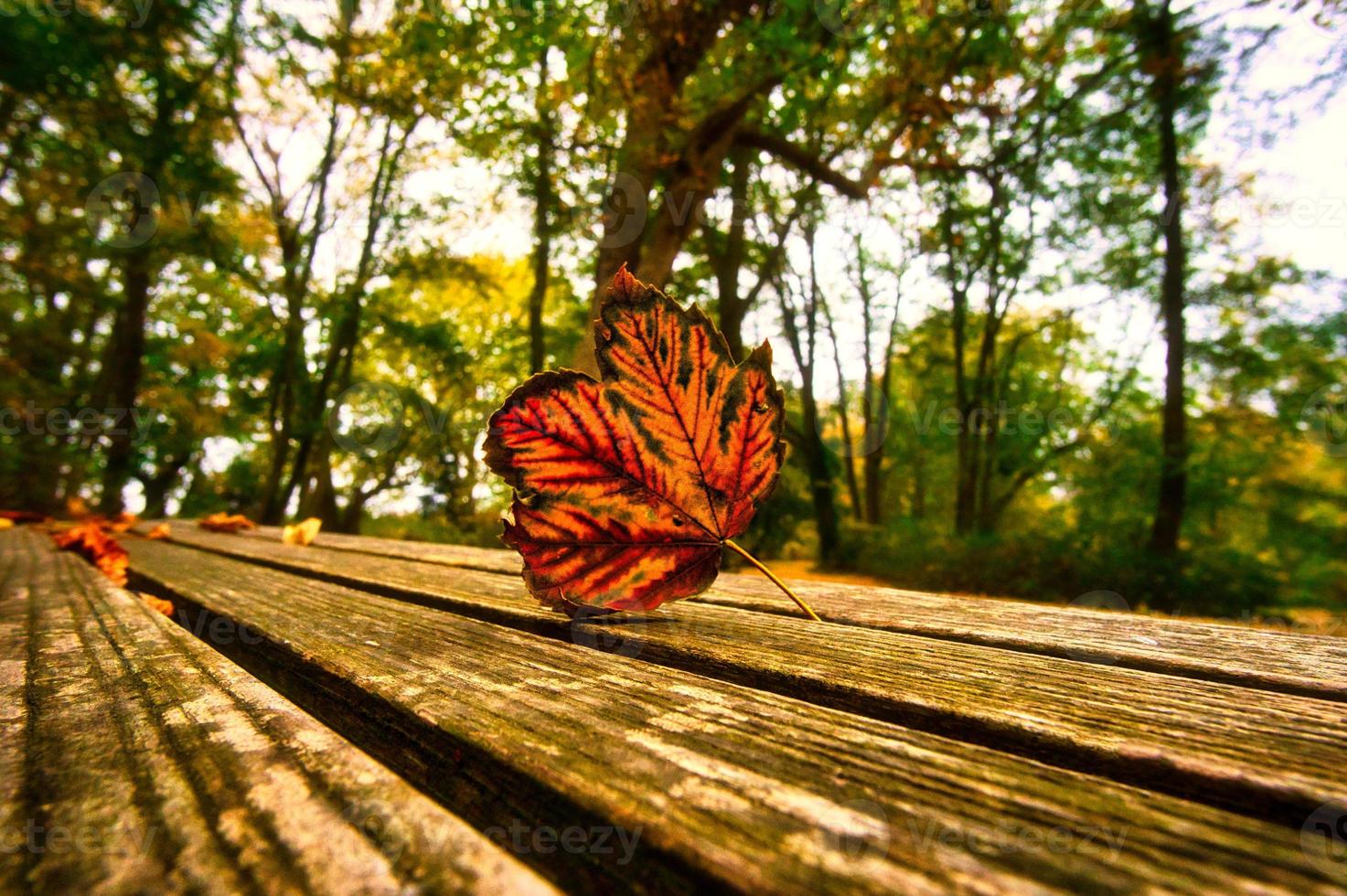 autumn leaf lying on a bench in the park photo