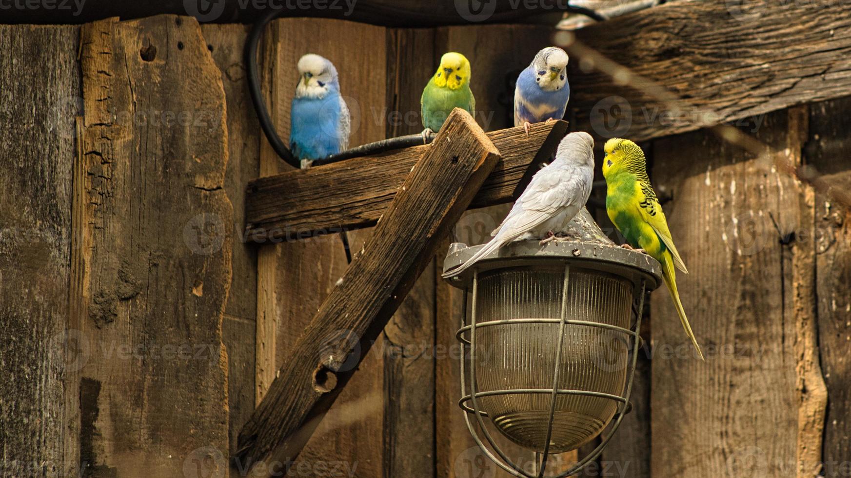 Budgies in decorative environment playing, eating and cuddling. photo