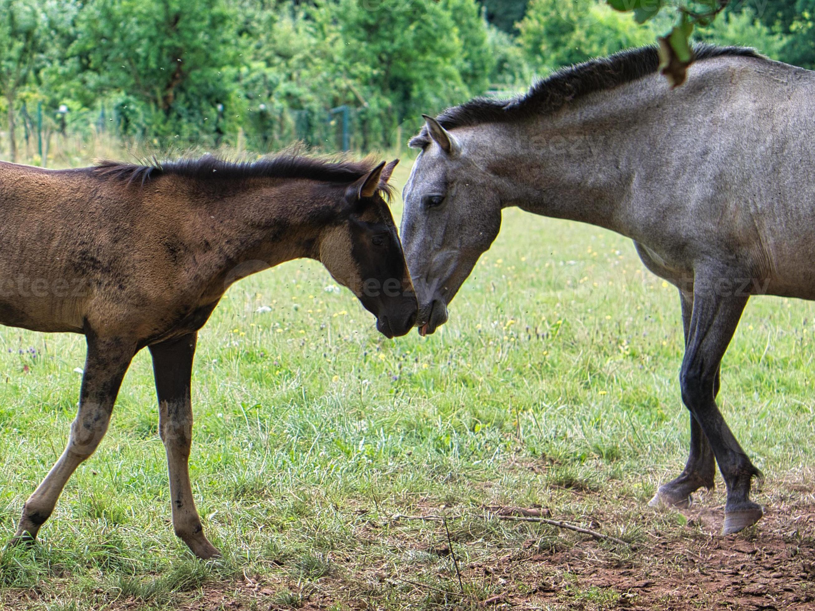 Cow And Horse Mating