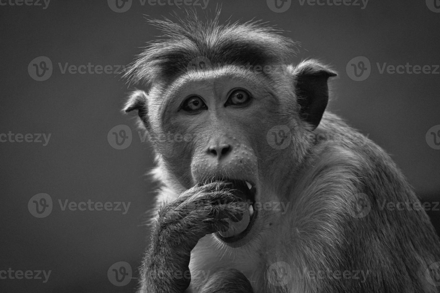 Rhesus monkey in black and white, sitting on a branch and peeing in his teeth. animal photo of a mammal