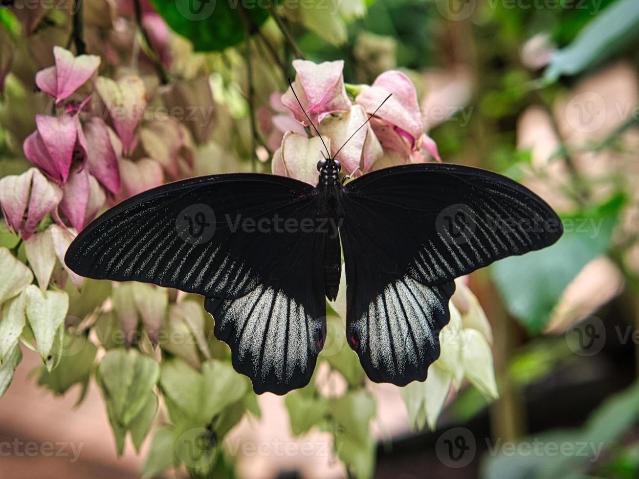colorful butterfly on a leaf, flower. elegant and delicate photo