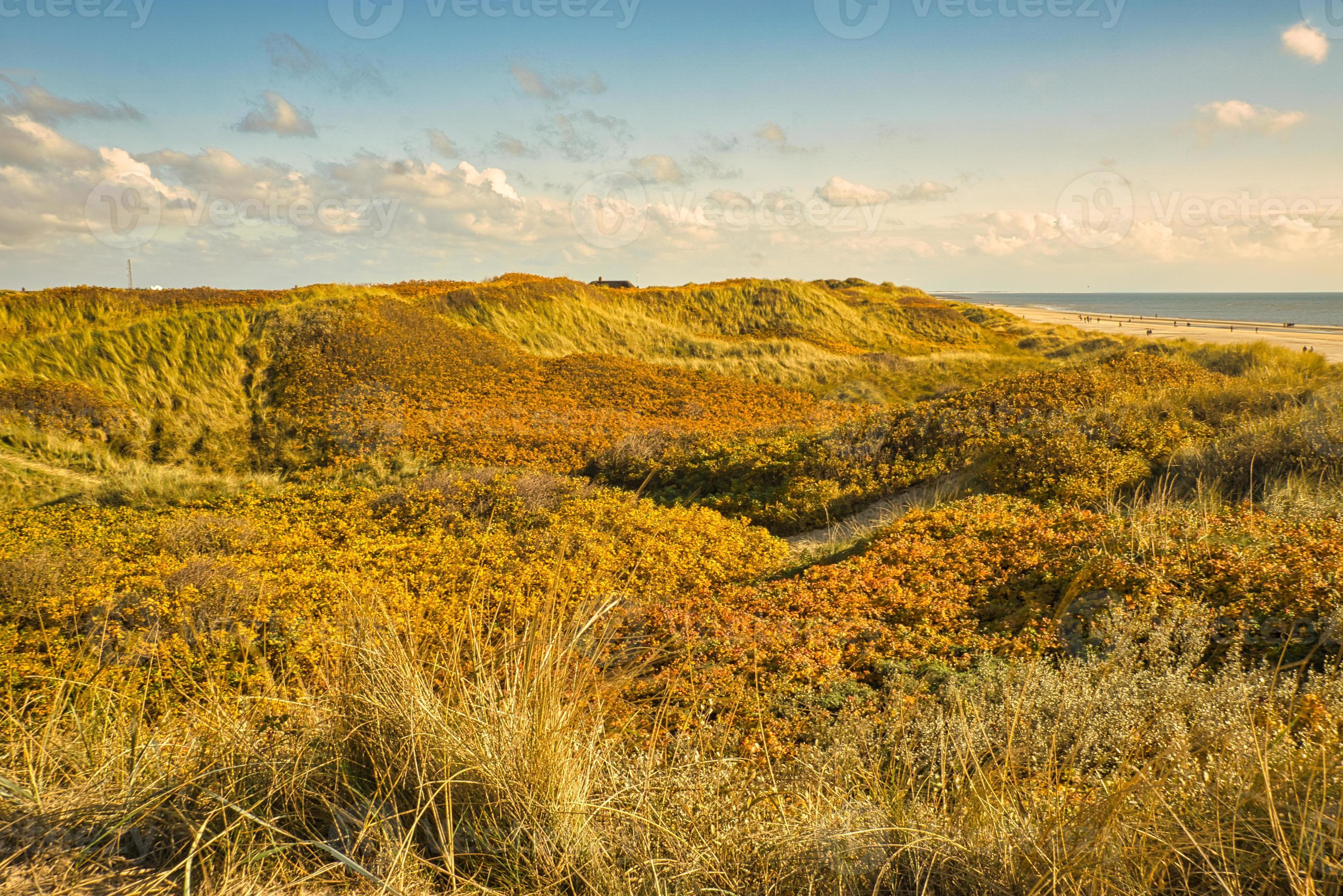 Orange Landscape -  Denmark