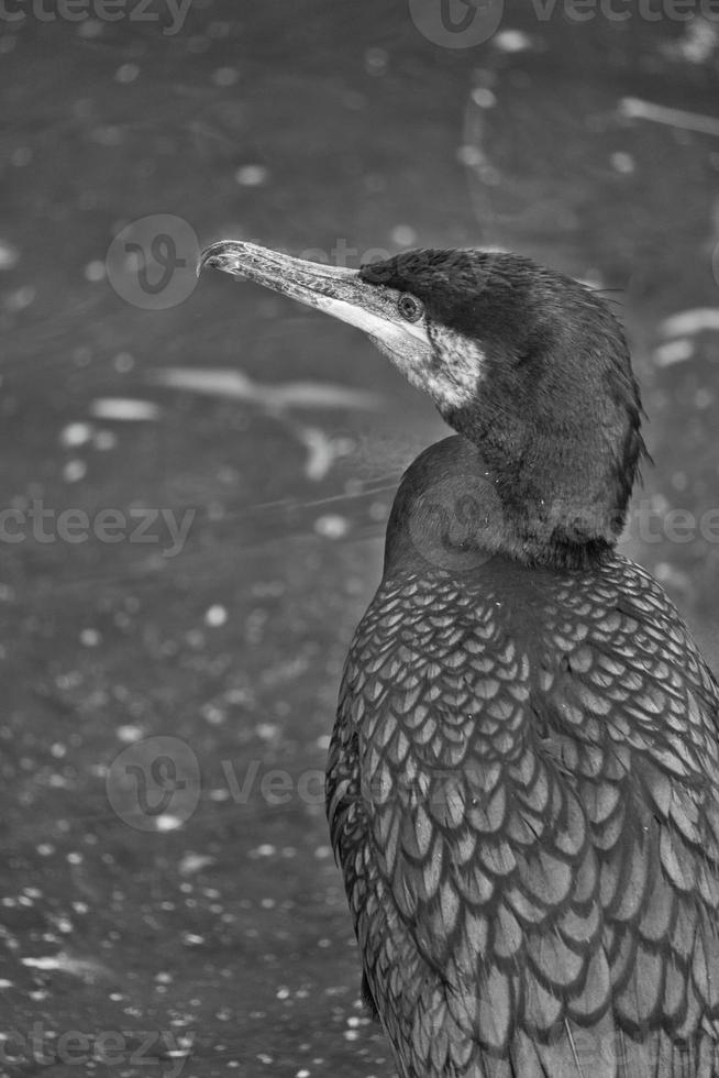 Cormorant bird in black and white in close-up. detailed plumage. Predator photo