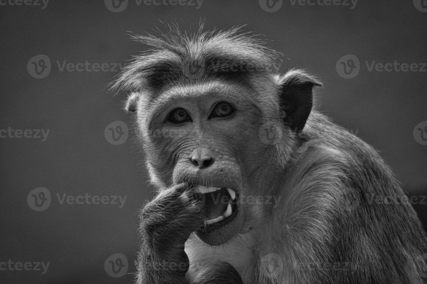 Rhesus monkey in black and white, sitting on a branch and peeing in his teeth. photo