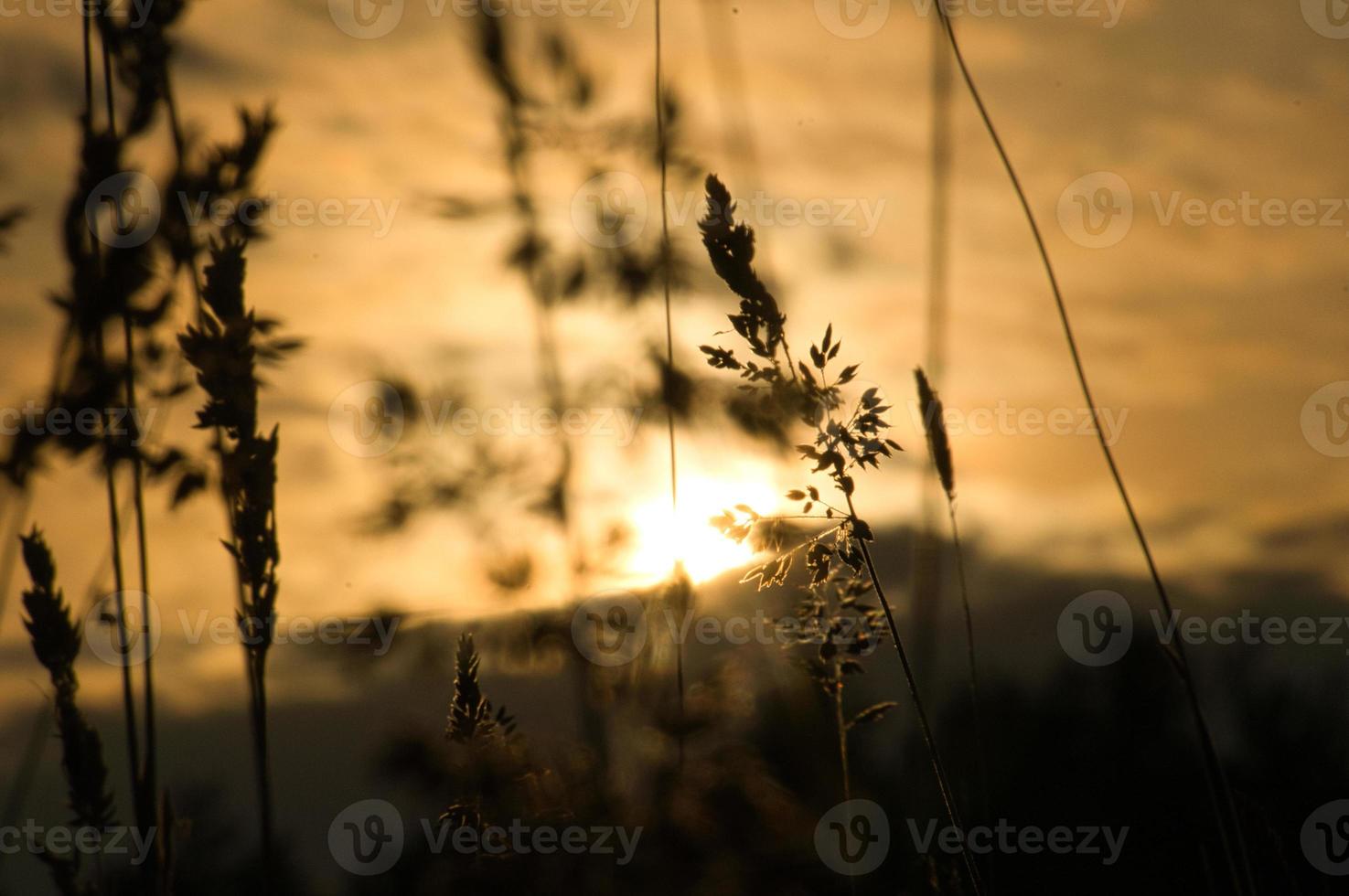 puesta de sol en las afueras de berlín. plantas como silueta en primer plano. foto