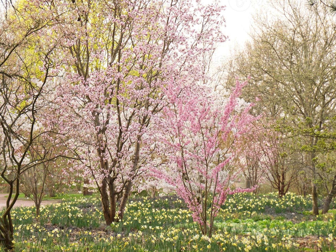 Cherry blossoms in Berlin. In spring, the cherry trees bloom in full splendor. photo