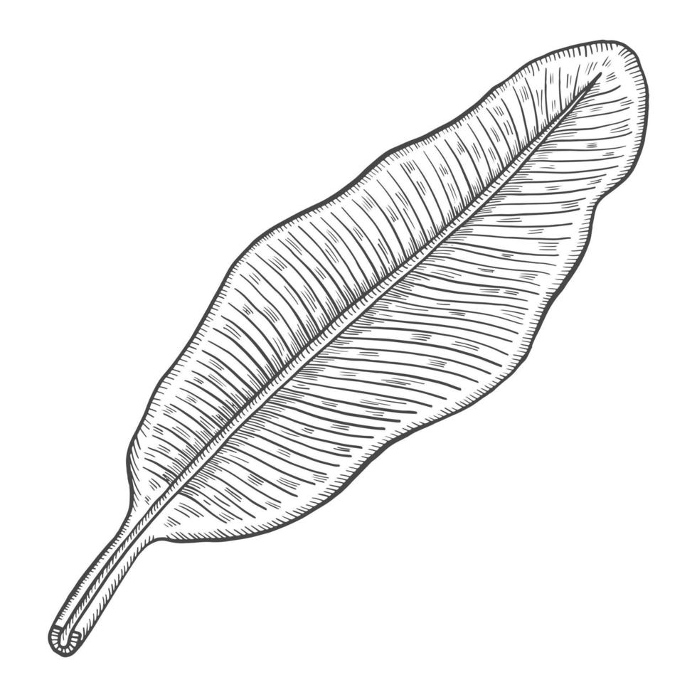 plátano hoja tropical planta aislada garabato boceto dibujado a mano con estilo de esquema vector