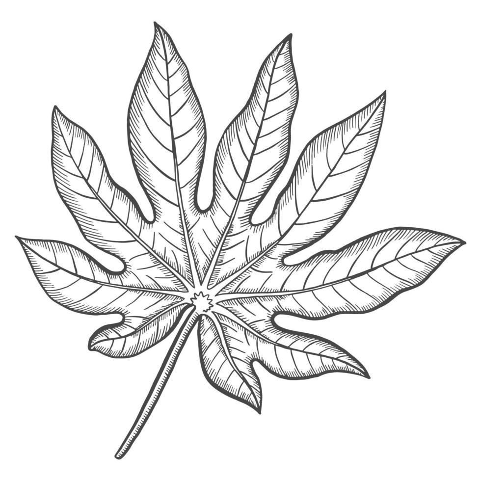 aralia hoja tropical planta aislado doodle boceto dibujado a mano con estilo de contorno vector