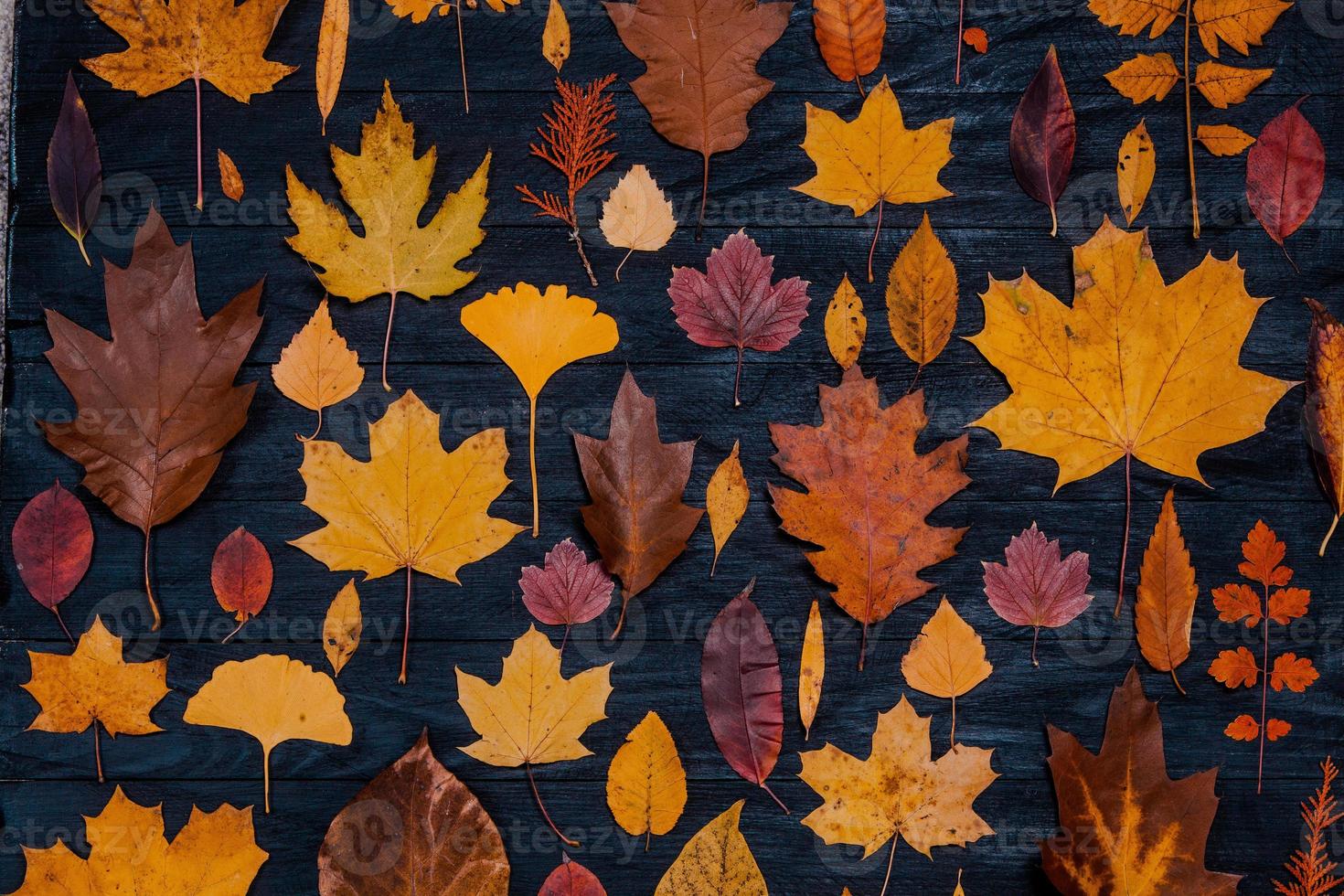 composiciones de hojas de arce de otoño amarillo. concepto de otoño con fondo de hojas rojo-amarillas. hojas de colores brillantes foto