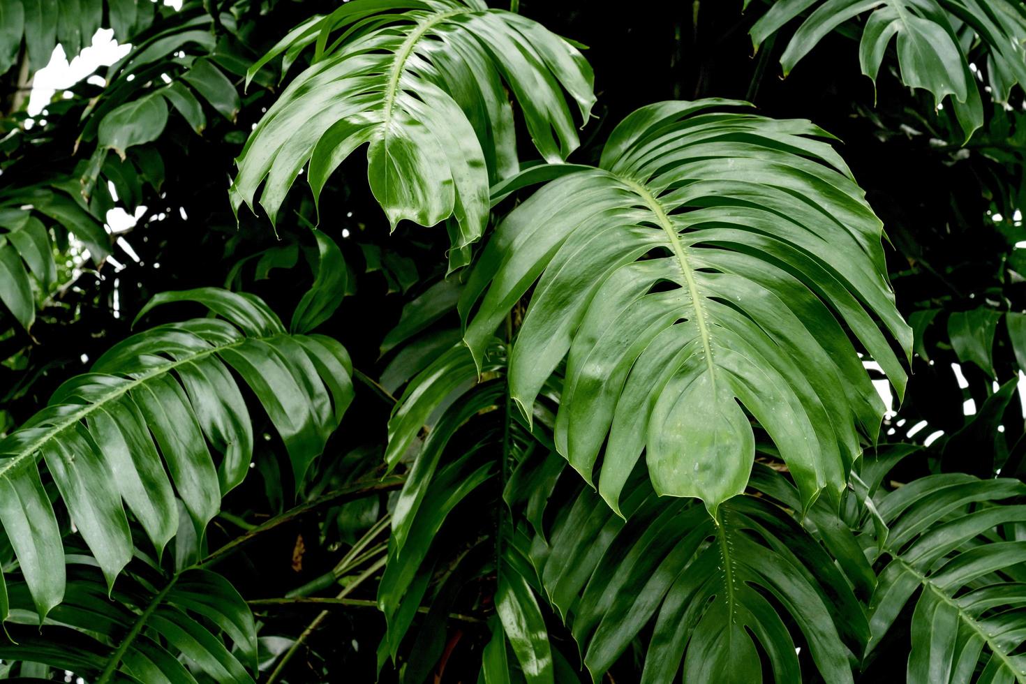 Green leaves pattern,leaf monstera in the forest for nature background photo