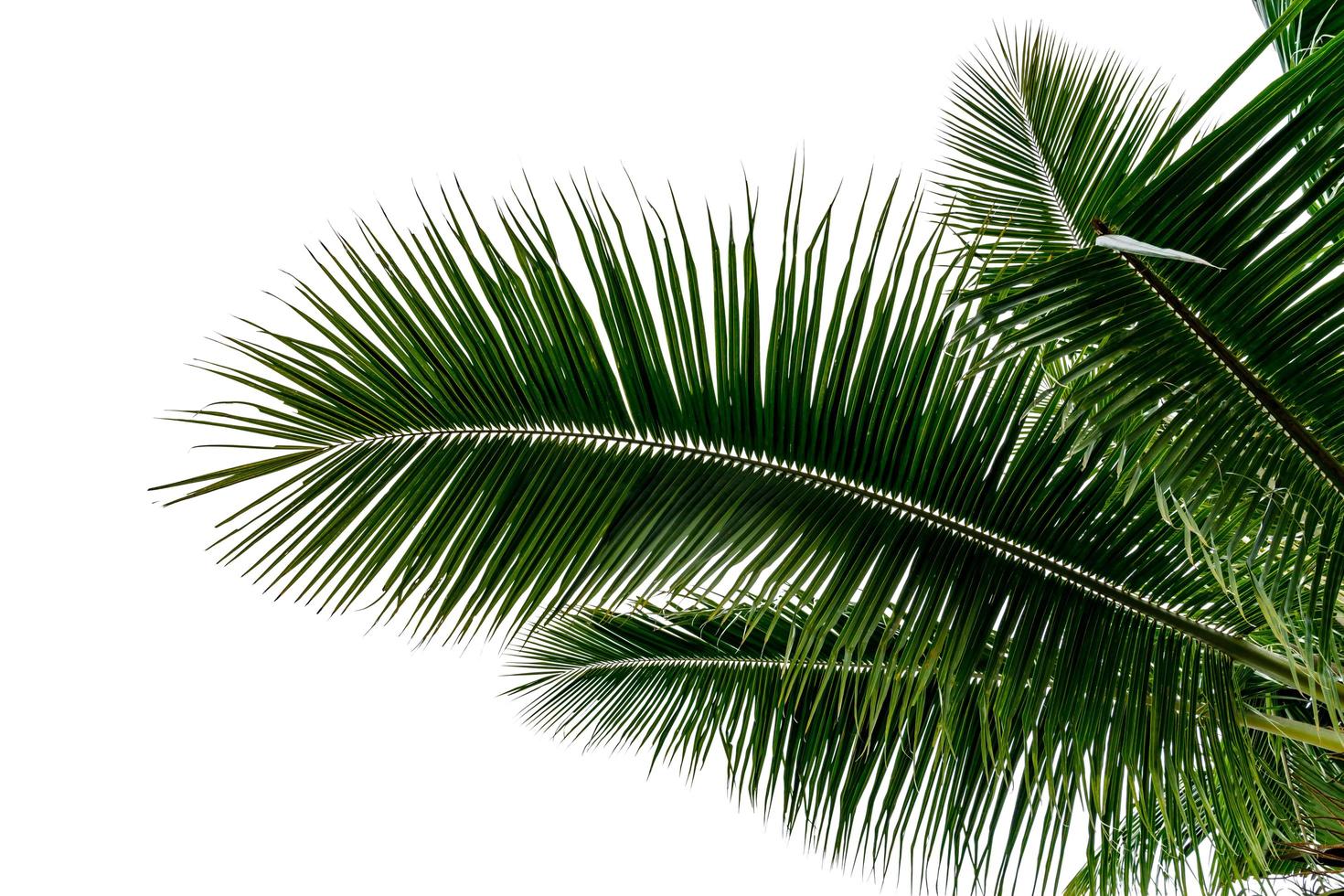 leaf coconut tree isolated on white background,Green leaves pattern photo