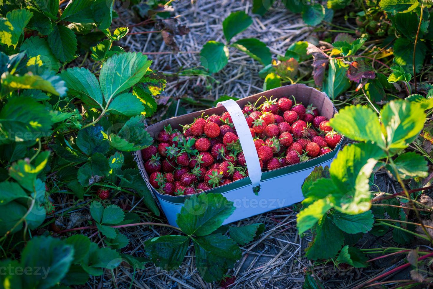 Basket of freshly picked Strawberry kept in the fields for collection, in rural Ontario, Canada photo