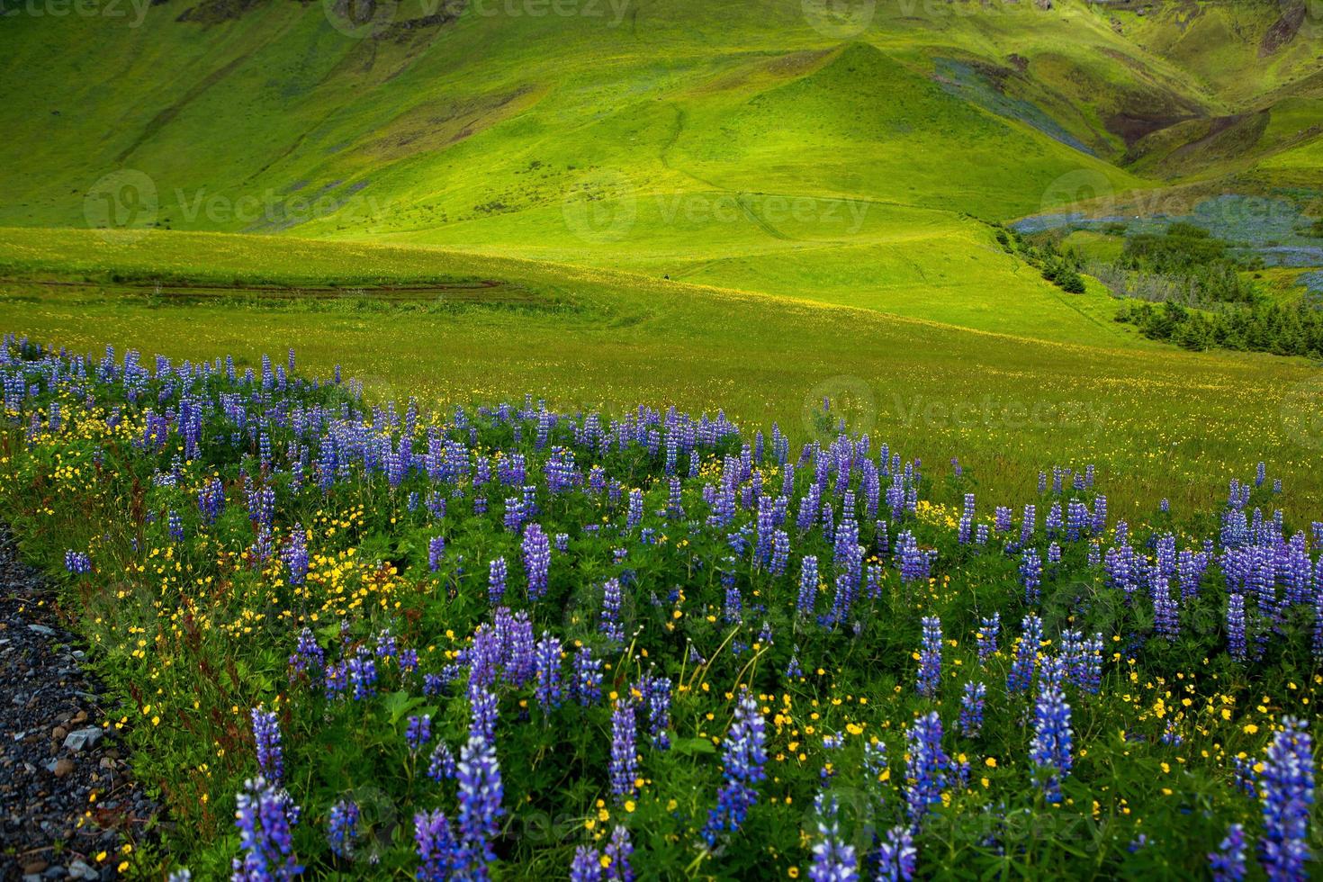 Picturesque landscape with green nature in Iceland during summer. Image with a very quiet and innocent nature. photo