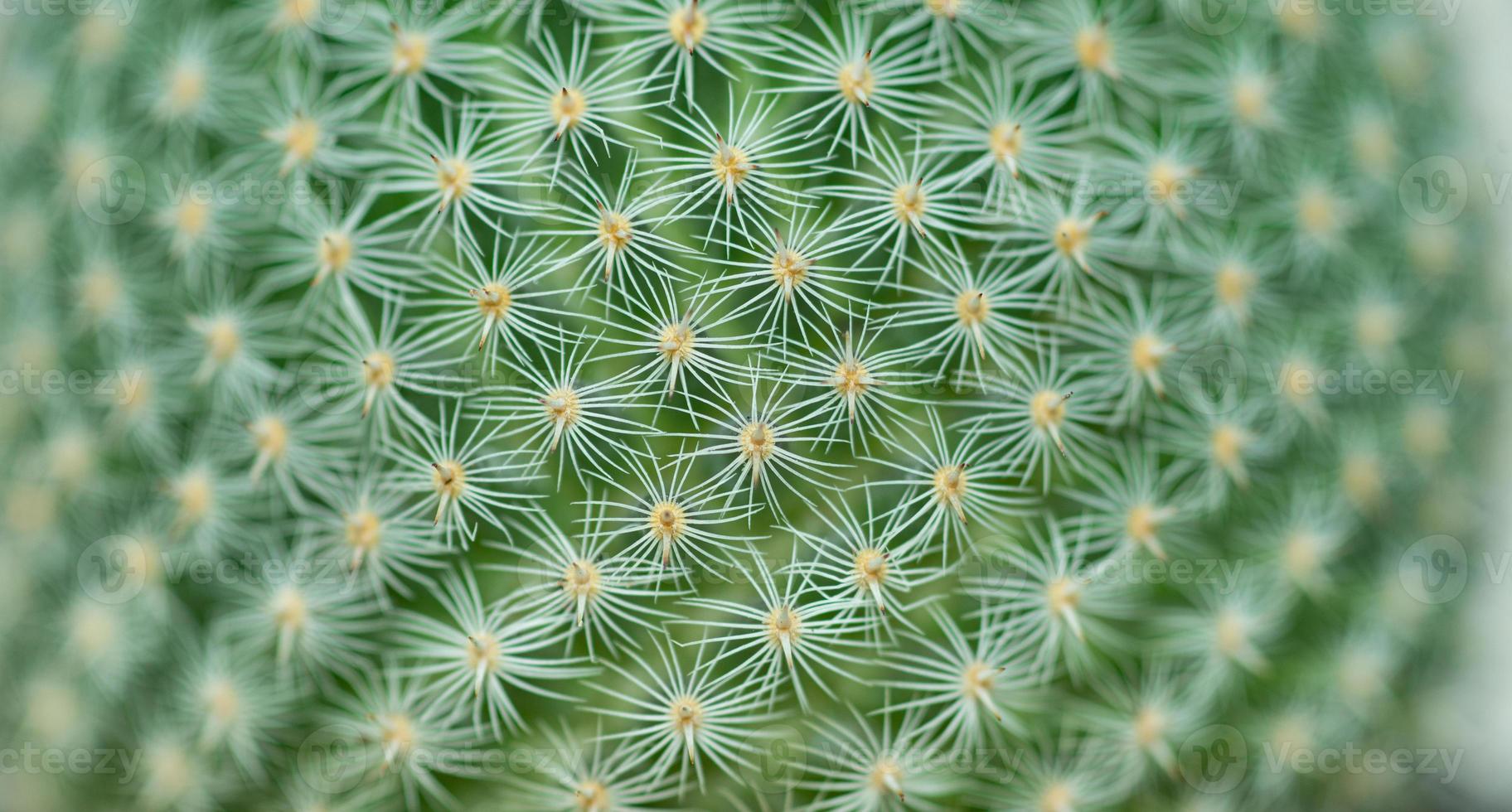 Closed up Mammilaria perbella cactus with white thorn texture background. Small beautiful and drought resistant, succulent plant photo