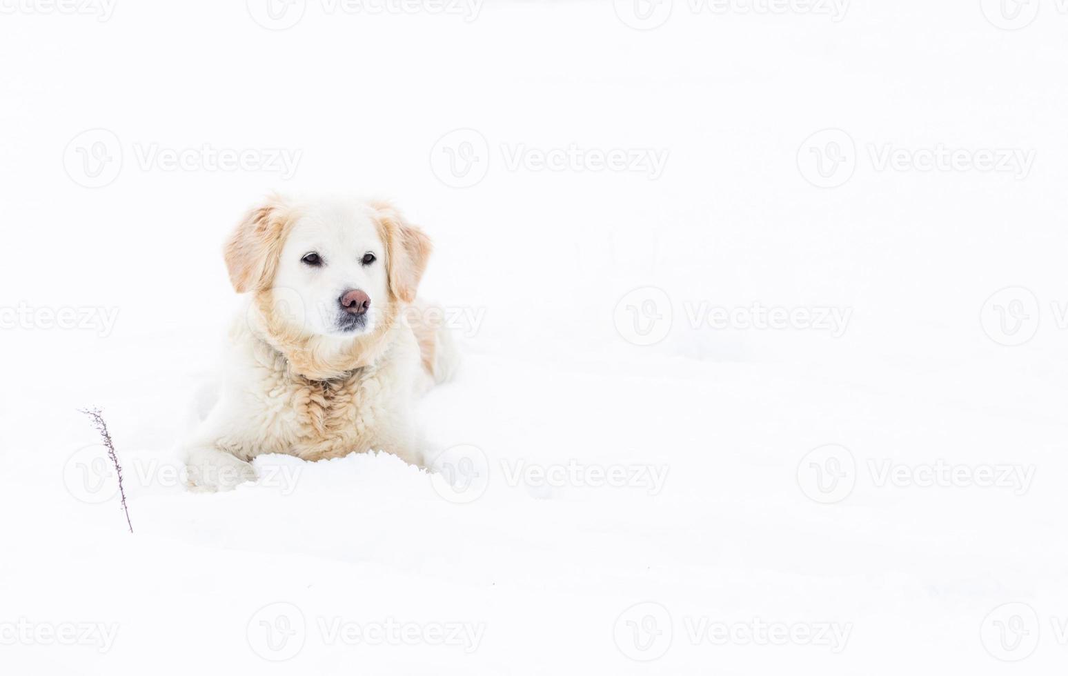 gran perro labrador retriever en el paisaje invernal yace en la nieve en ventisquero. foto