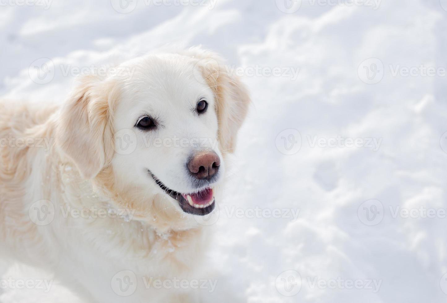 gran perro labrador blanco golden retriever en el paisaje invernal corre en la nieve. foto