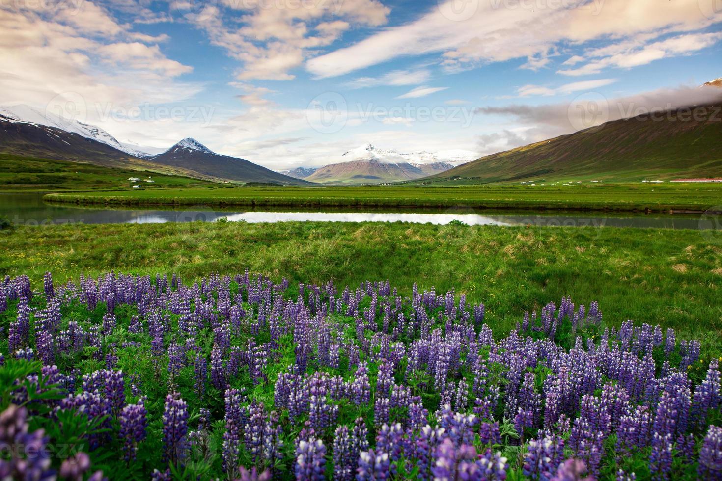 paisaje pintoresco con naturaleza verde en islandia durante el verano. imagen con un carácter muy tranquilo e inocente. foto