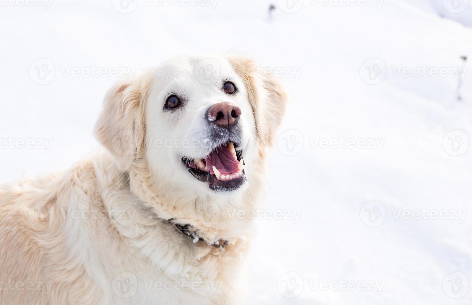 Large white labrador golden retriever dog in winter landscape runs in the snow. photo