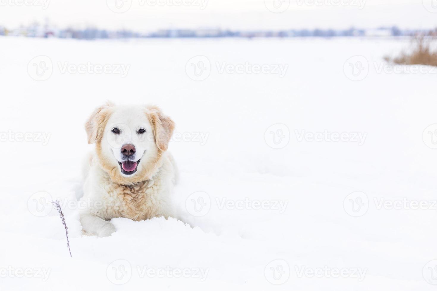 Large labrador retriever dog in winter landscape lies in the snow in snowdrift. photo