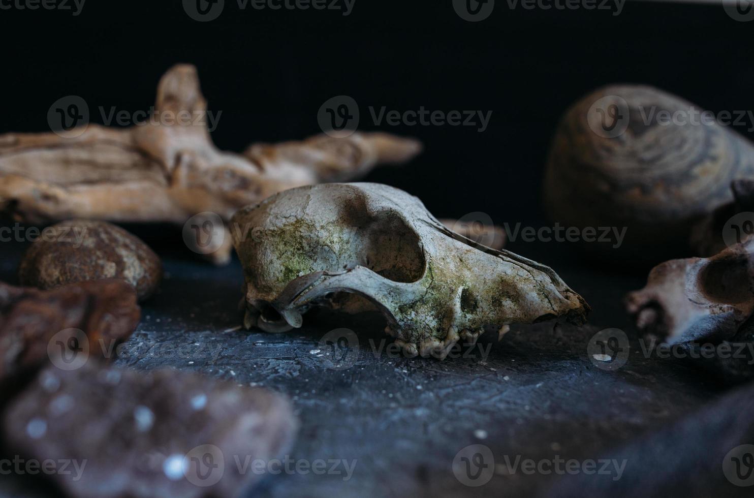 Old dog skull and stones on the witch table. Dark and mysterious atmosphere. photo