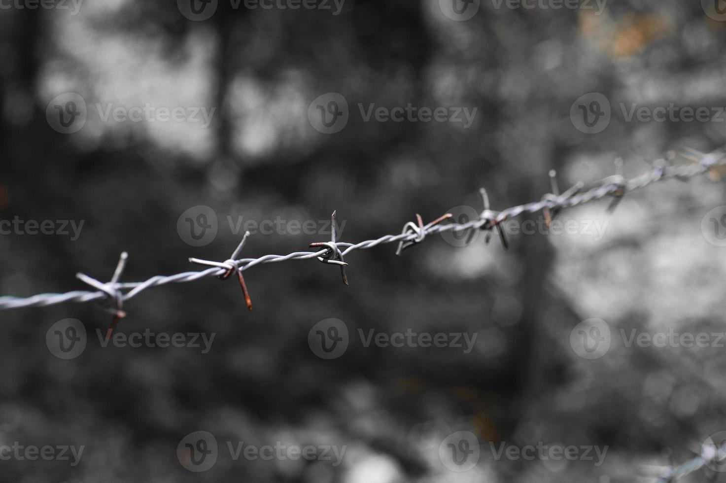 Close-up of a barbed wire fence in a restricted area. photo