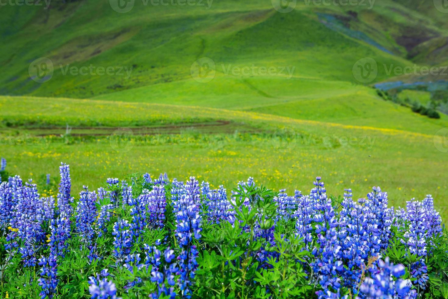 Picturesque landscape with green nature in Iceland during summer. Image with a very quiet and innocent nature. photo