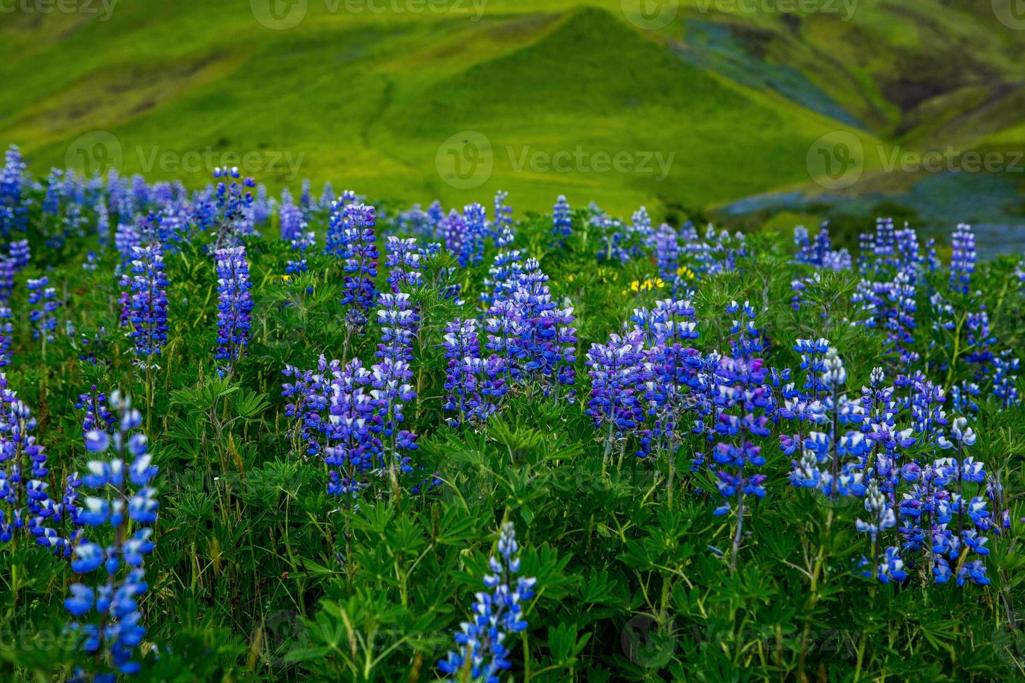 Picturesque landscape with green nature in Iceland during summer. Image with a very quiet and innocent nature. photo