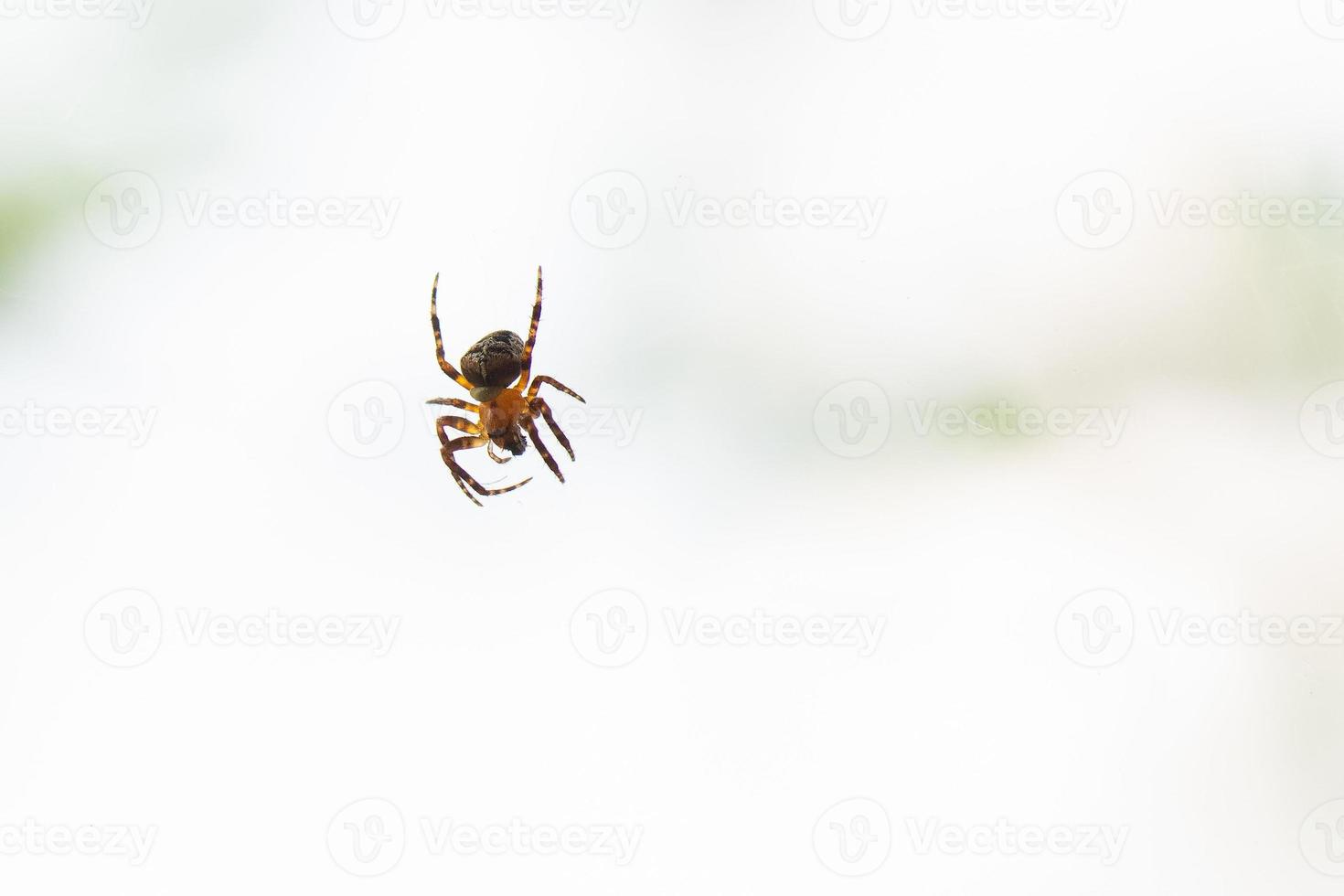 Close up spider on the transparent web photo