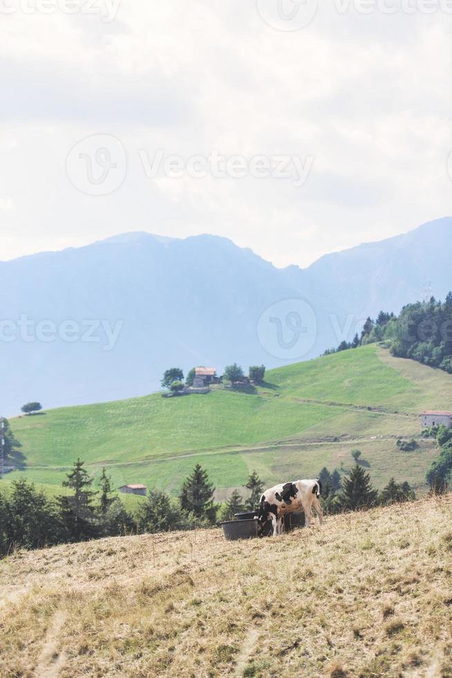 Cows on the alps watering. photo