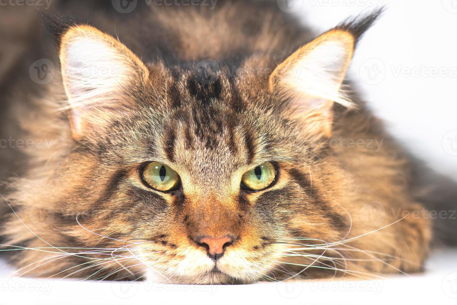 Maine coon cat with chin resting on the ground photo