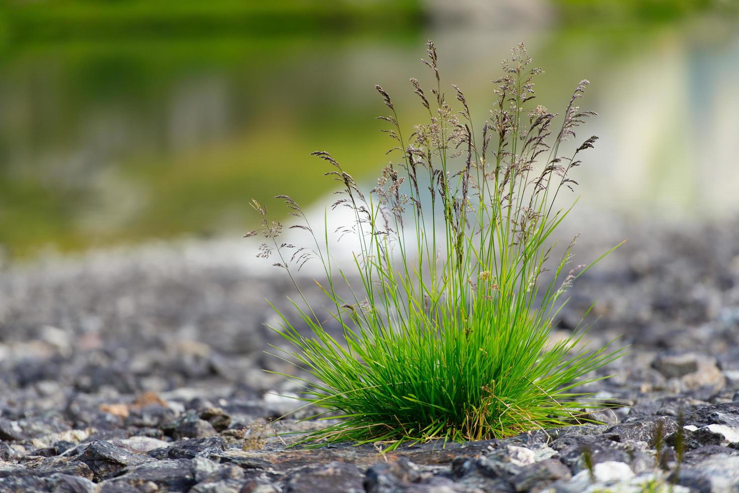 Grass Tuft Stock Photos, Images and Backgrounds for Free Download