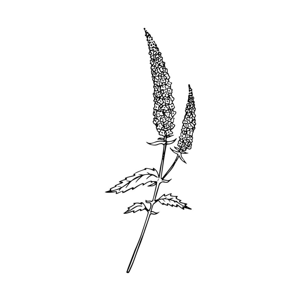 Hand drawn doodle speedwell in realistic style. Vector veronica flower. Wildflower sketch. Outline.