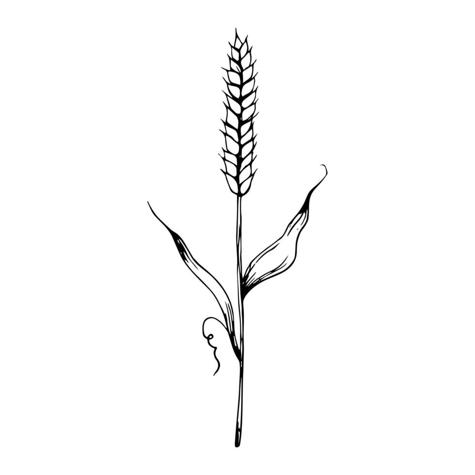 Hand drawn doodle spikelet sketch. Vector wheat in realistic style. Outline.