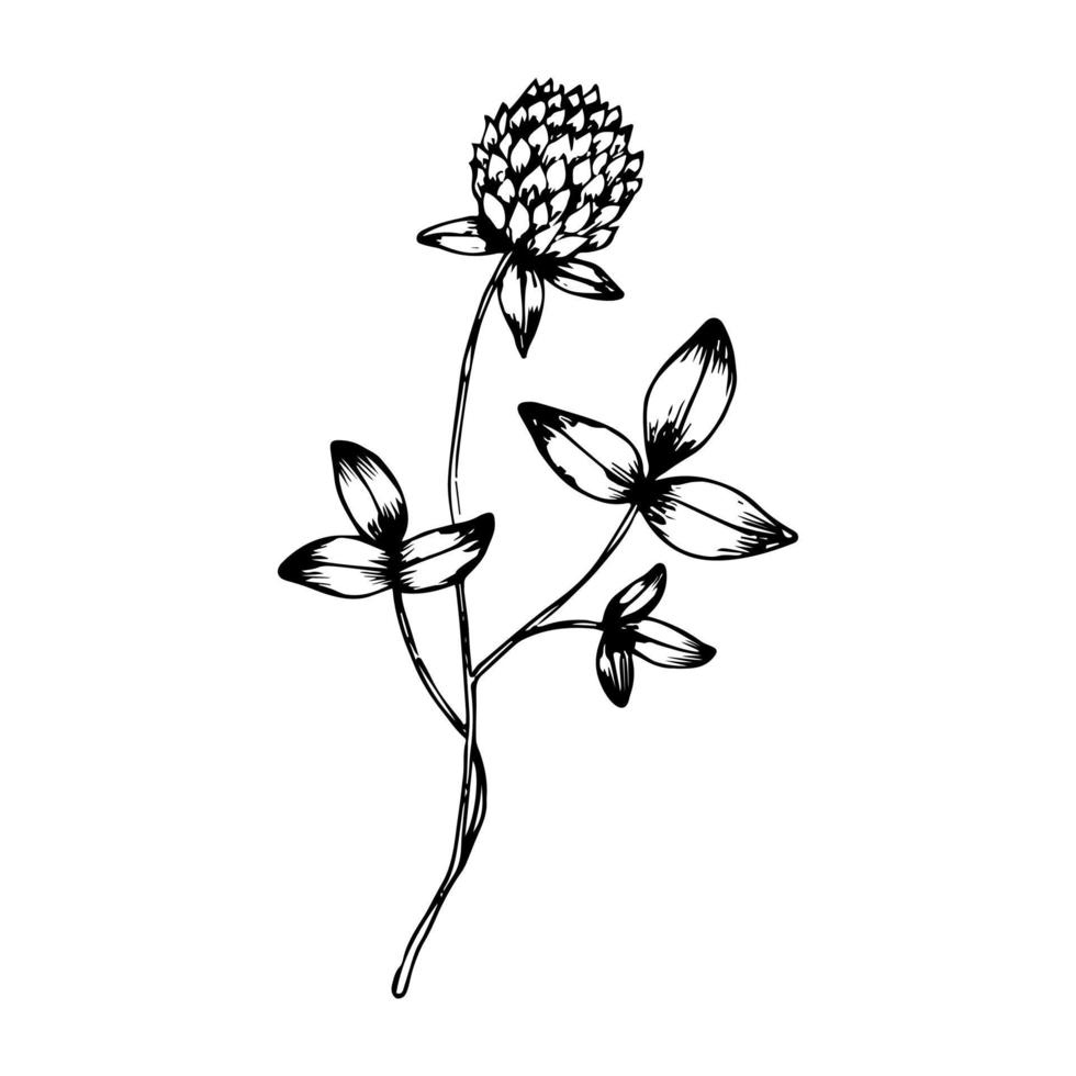 Hand drawn doodle clover. Vector sketch wildflower. Realistic style. Outline.