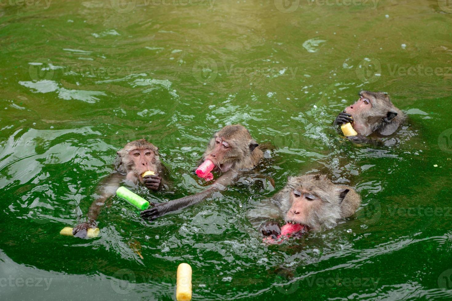 Monkey is swimmimg in the reservior. photo