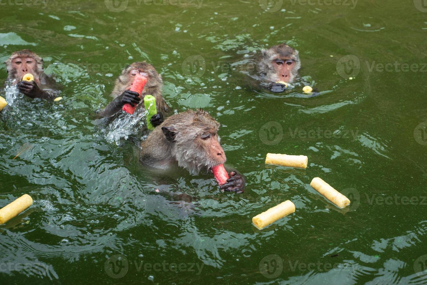 Monkey is swimmimg in the reservior. photo