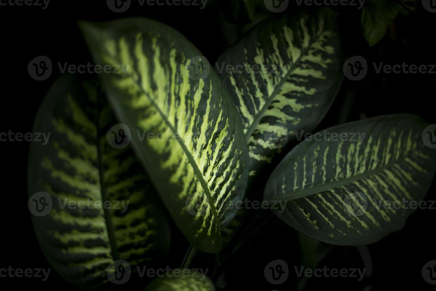 House plant. Green leaf of plant. Interior details. photo