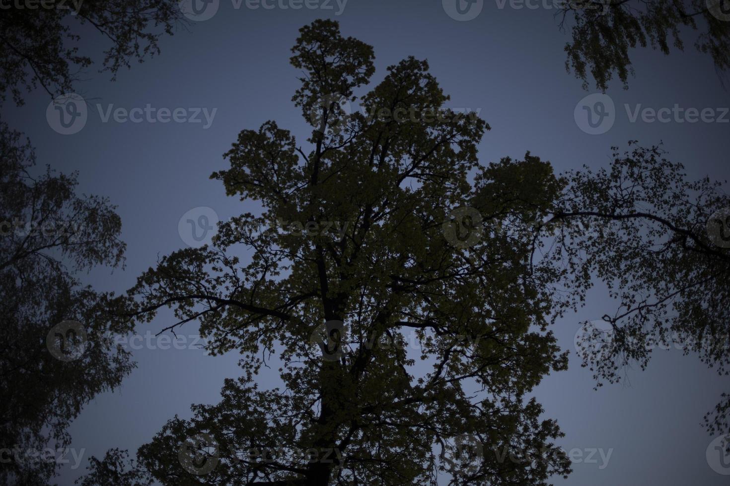 Trees in park. Tree against sky. photo