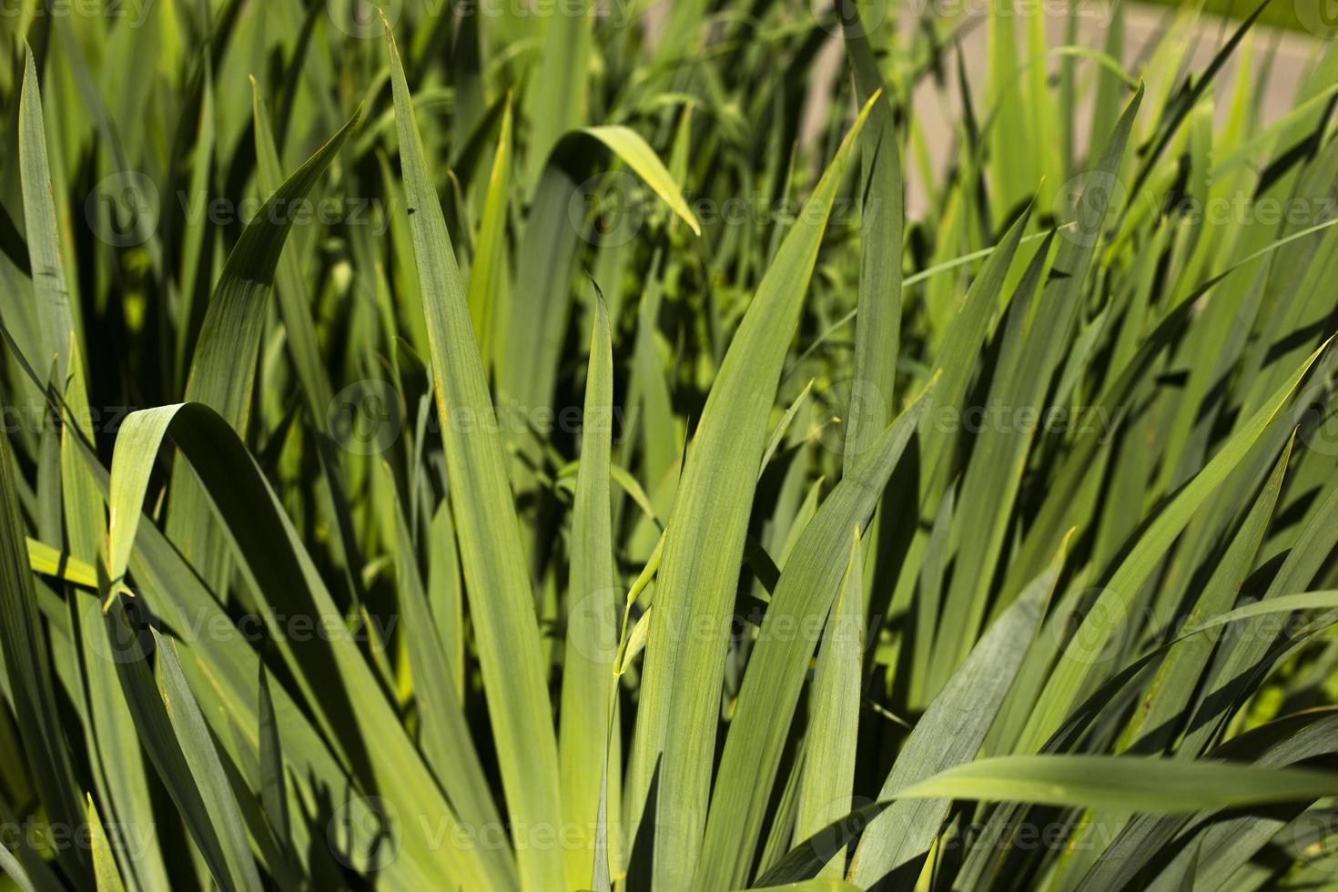 Green stems of plant. Garden plant without flowers. 9276327 Stock Photo at  Vecteezy
