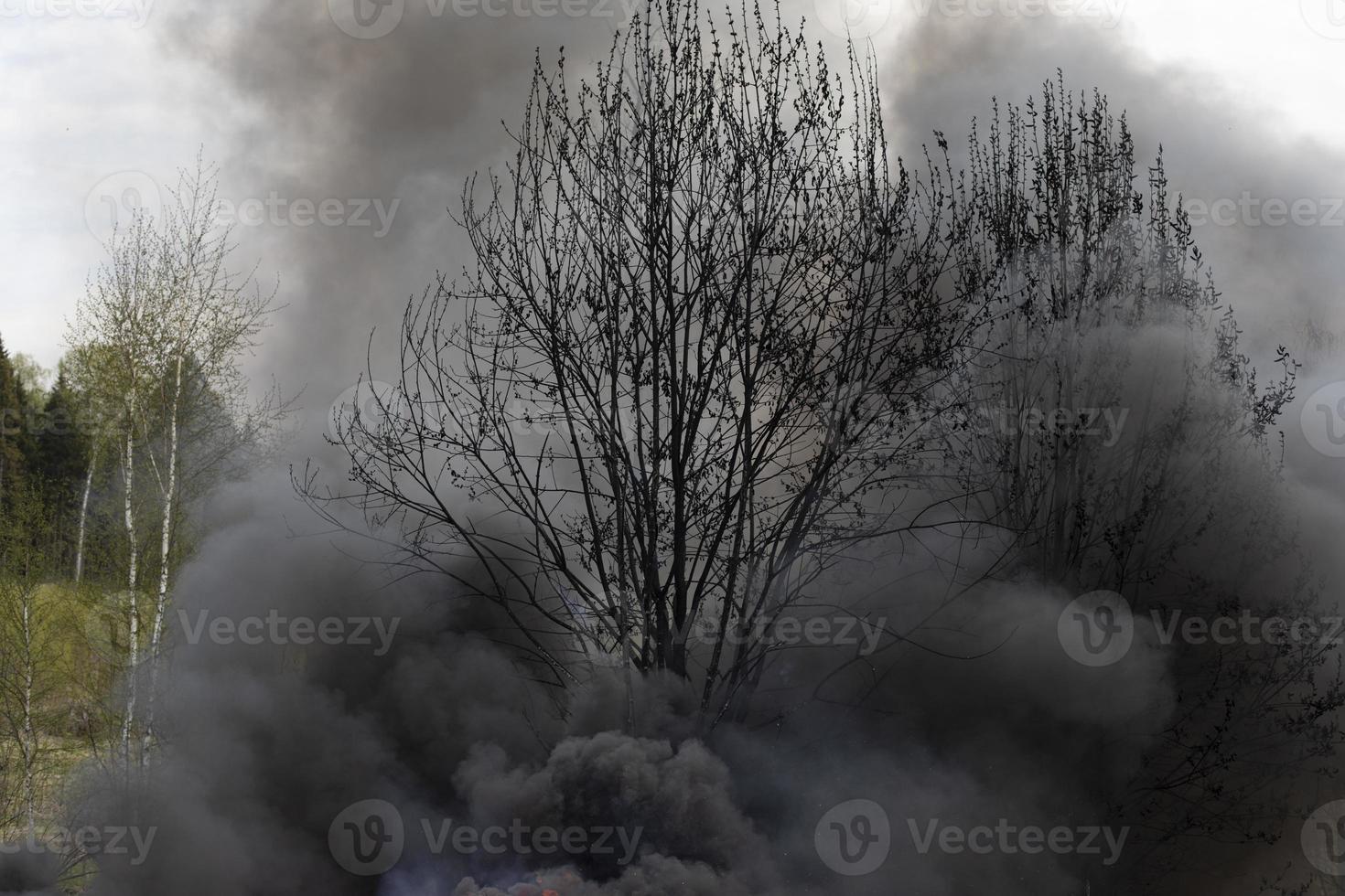 Nature is burning. Tree in smoke. Black smoke in forest. photo
