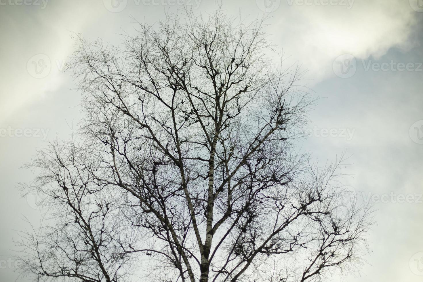 Tree without leaves against sky. Bare branches of plant. photo