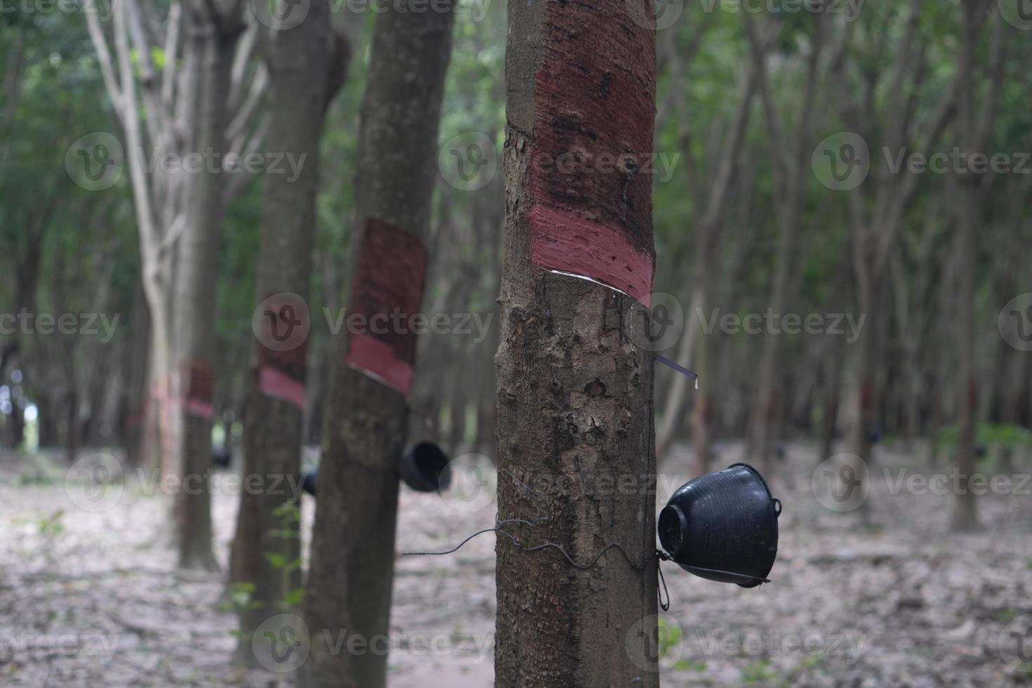 Rubber tree with Plastic pot held up. Latex where there is no flow. With many rubber trees in plantation. photo